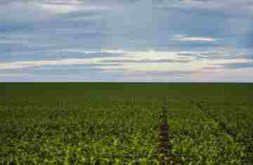 Fazenda estuda Fundo Garantidor para dívidas rurais